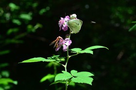 MISE A  JOUR  en cours