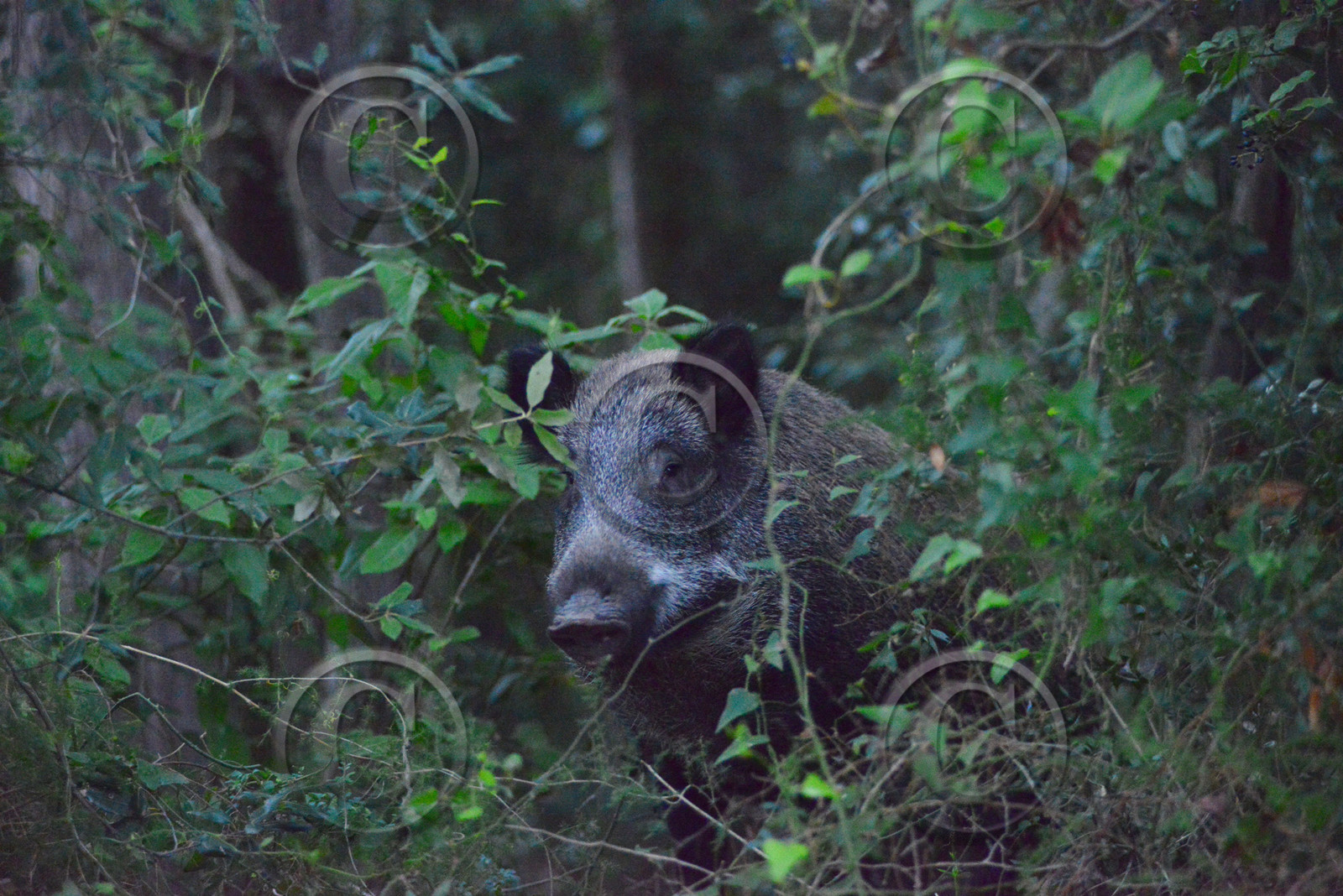 MISE A  JOUR  en cours