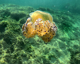 faune sous marine meduse oeuf au plat