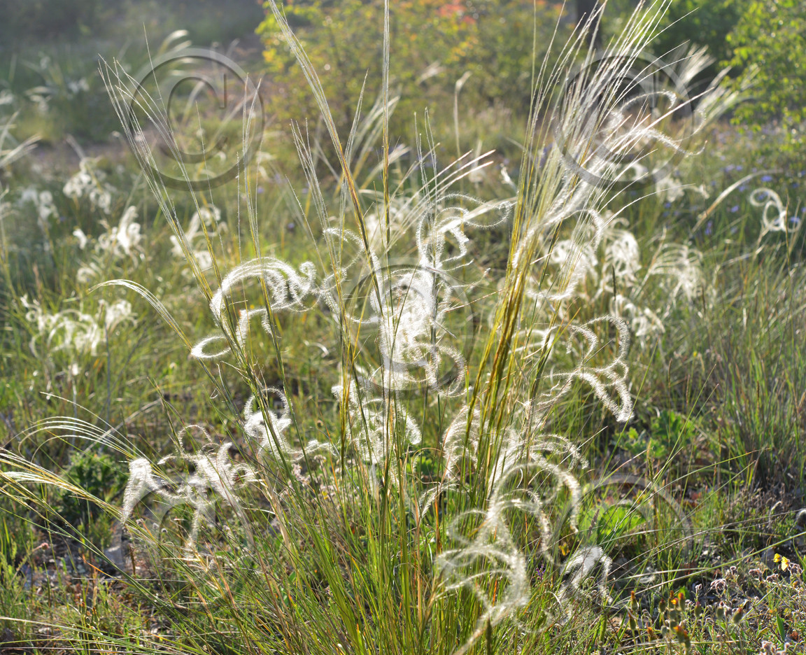Photo de la sainte baume