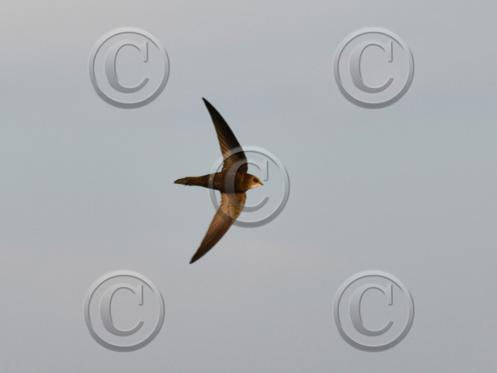 MISE A  JOUR  en cours