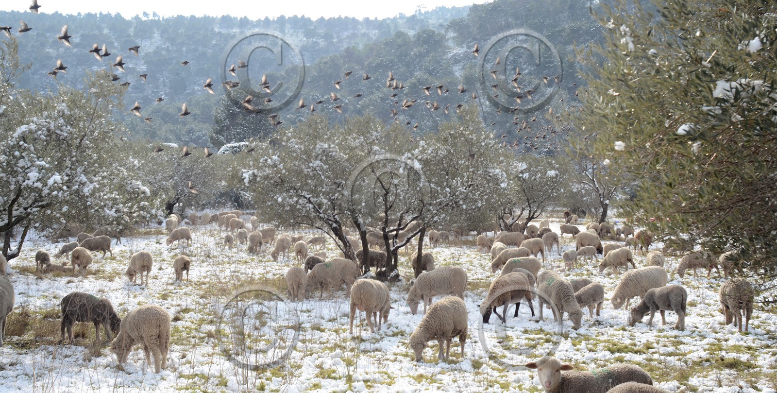 Photo de la sainte baume