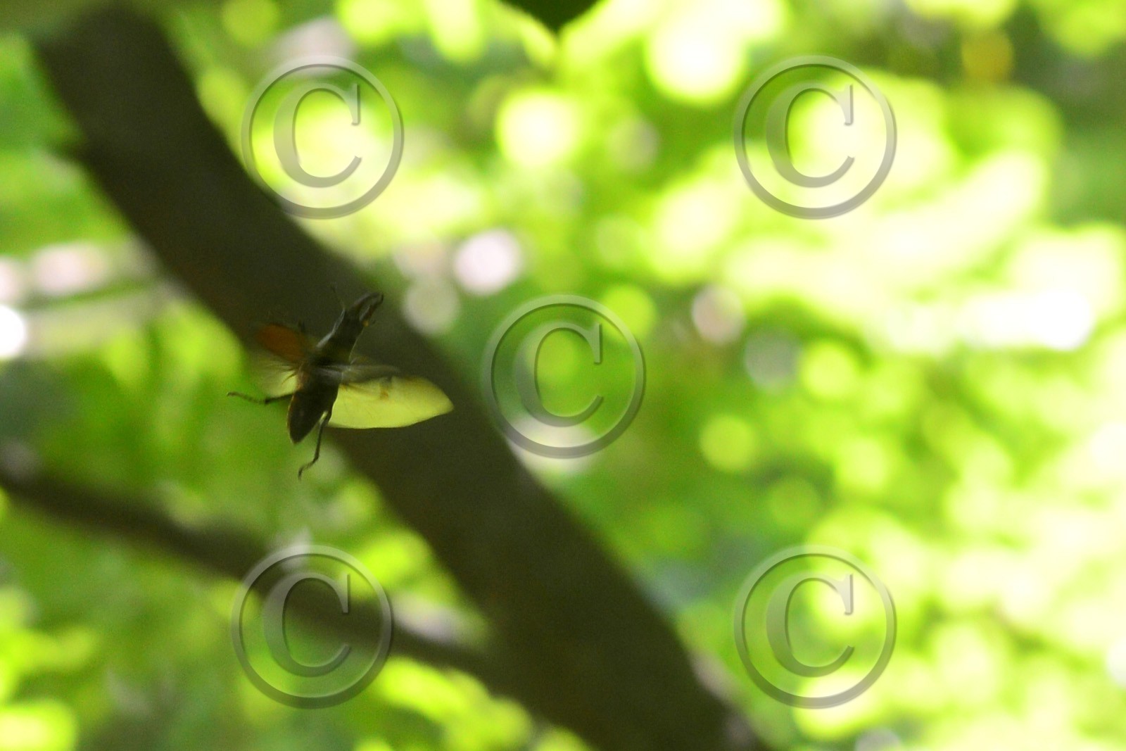 Photo de la sainte baume