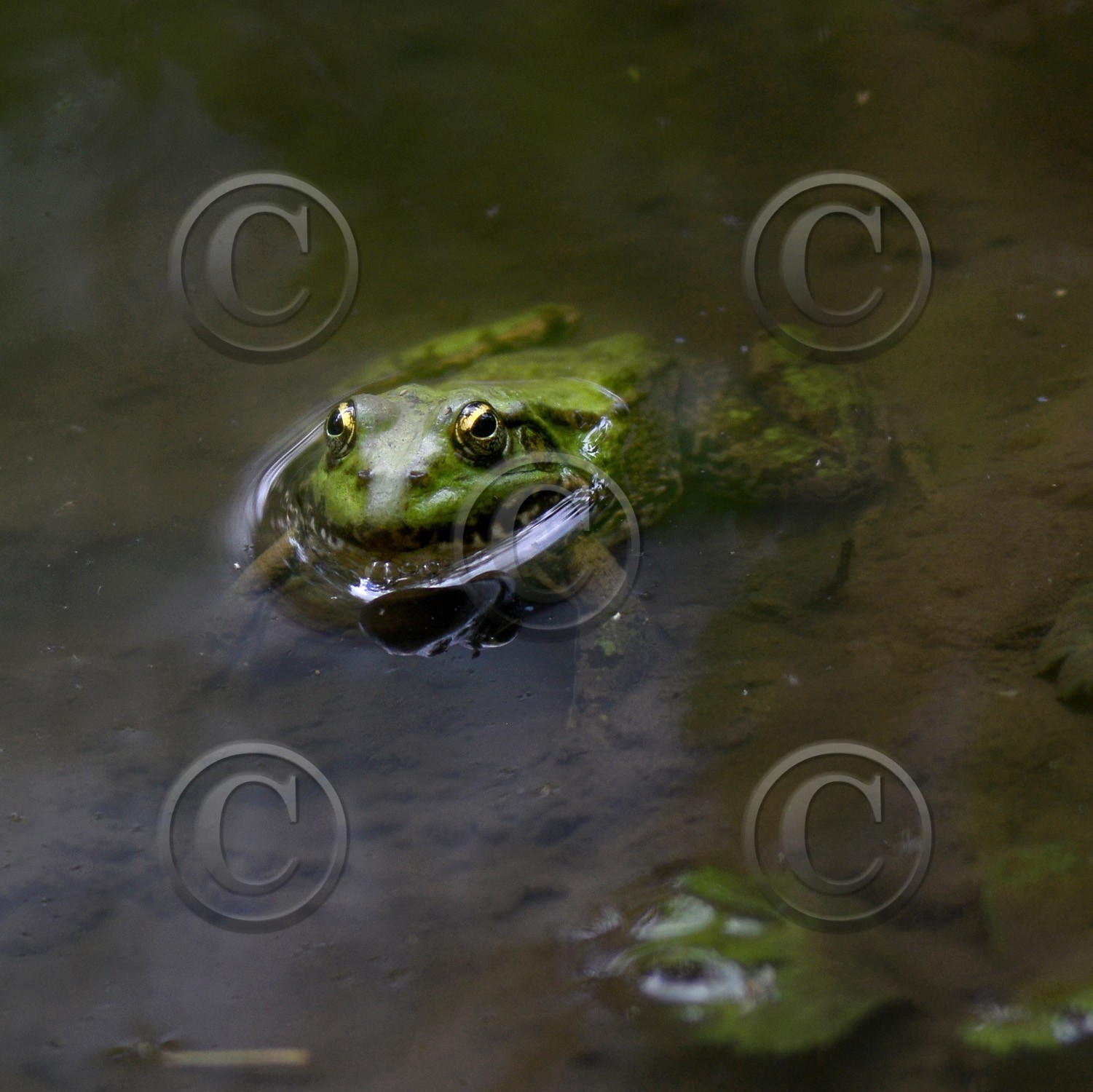 Photo de la sainte baume
