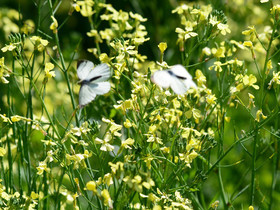 MISE A  JOUR  en cours