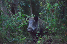MISE A  JOUR  en cours