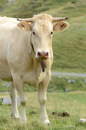 montagne haute alpes ,queyras, mercantour,alpes de haute provence,alpes maritime