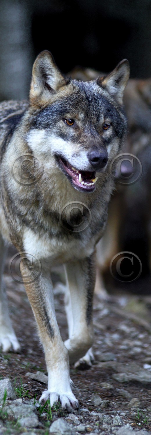 MISE A  JOUR  en cours