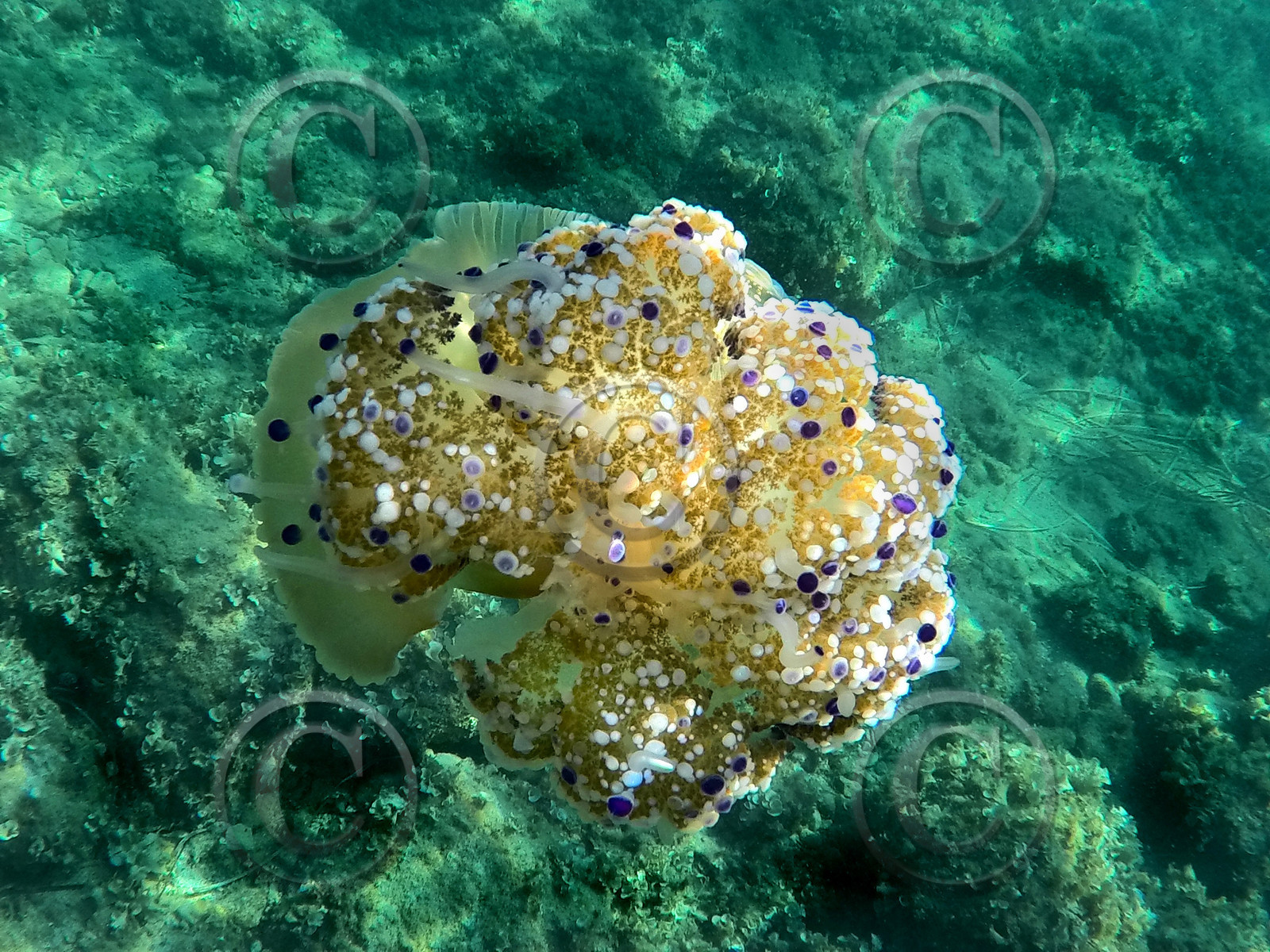 faune sous marine meduse oeuf au plat