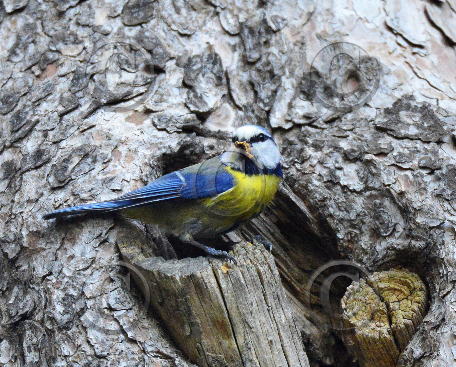 MISE A  JOUR  en cours