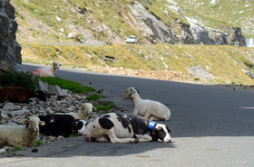 montagne haute alpes ,queyras, mercantour,alpes de haute provence,alpes maritime