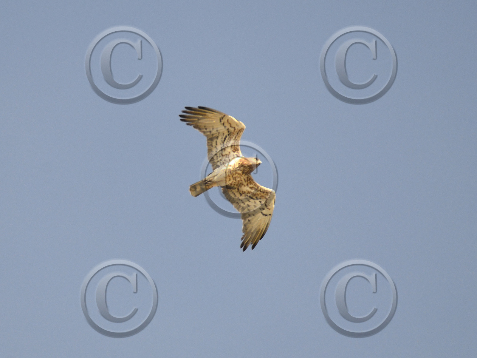 MISE A  JOUR  en cours