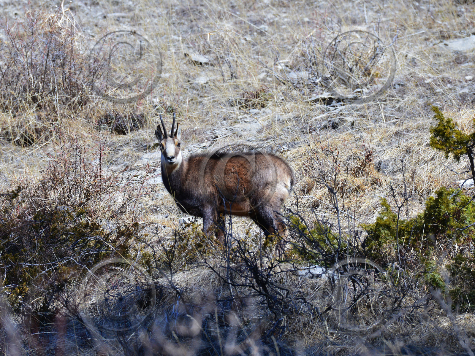 chamois-haute-alpes-de-provence-bouquetin-115.jpg
