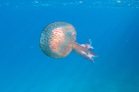 meduse