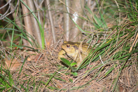 MISE A  JOUR  en cours