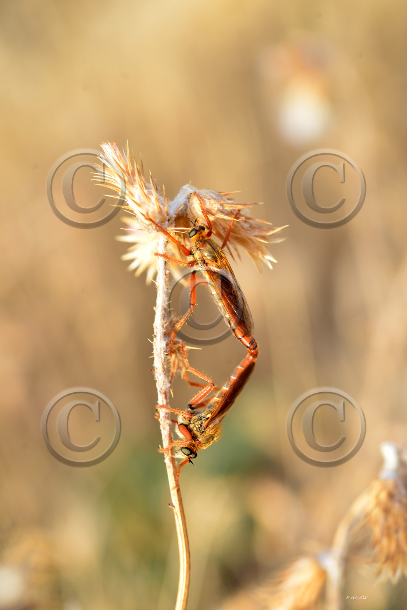 MISE A  JOUR  en cours