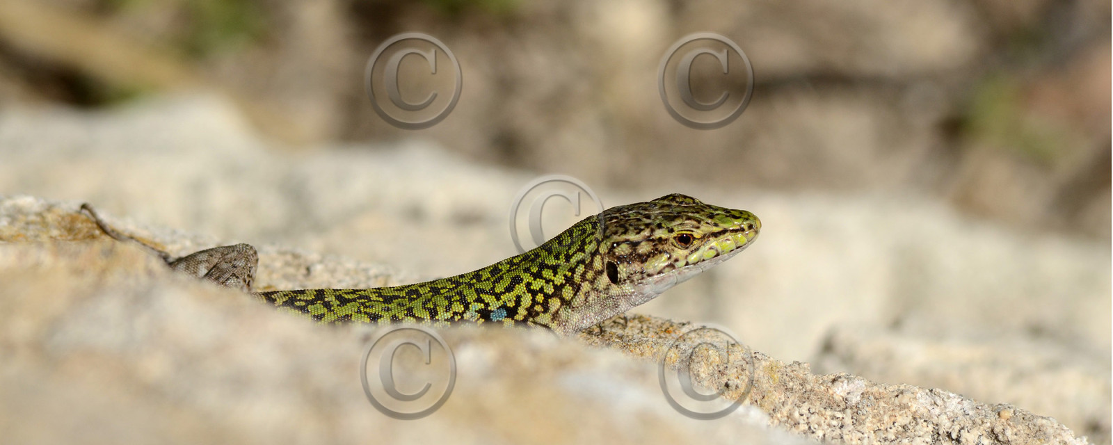 MISE A  JOUR  en cours