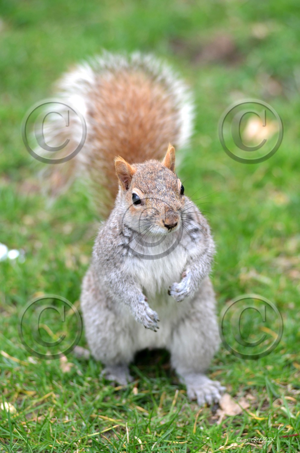 ECURIEUL PARK NEW YORK CITY  MANHATTAN New york photo couleur FORMAT DISPONIBLE   30X45cmpas de telechargement disponible.A chaque format correspond une éditions limitée spécifique .© collection P GUZIKA titre indicatif suivant la finition, tarif encadré vente direct:150 x 52 cm 180€ non disponible33   x 95 cm   99€ non disponible20   x 60 cm   39€ non disponibledisponible en  30 X10 cm  sur stand en vente directDISPONIBLE SUIVANT STOCK -  CRÉATION JOURNALIERE  -