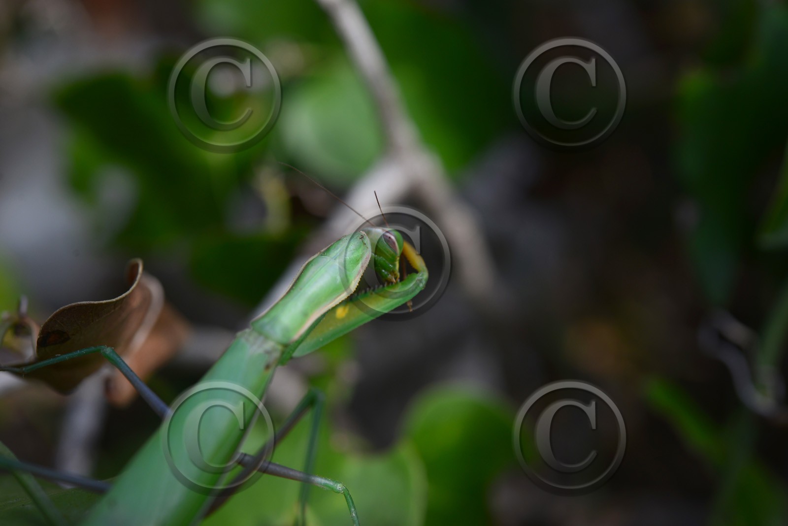 MISE A  JOUR  en cours