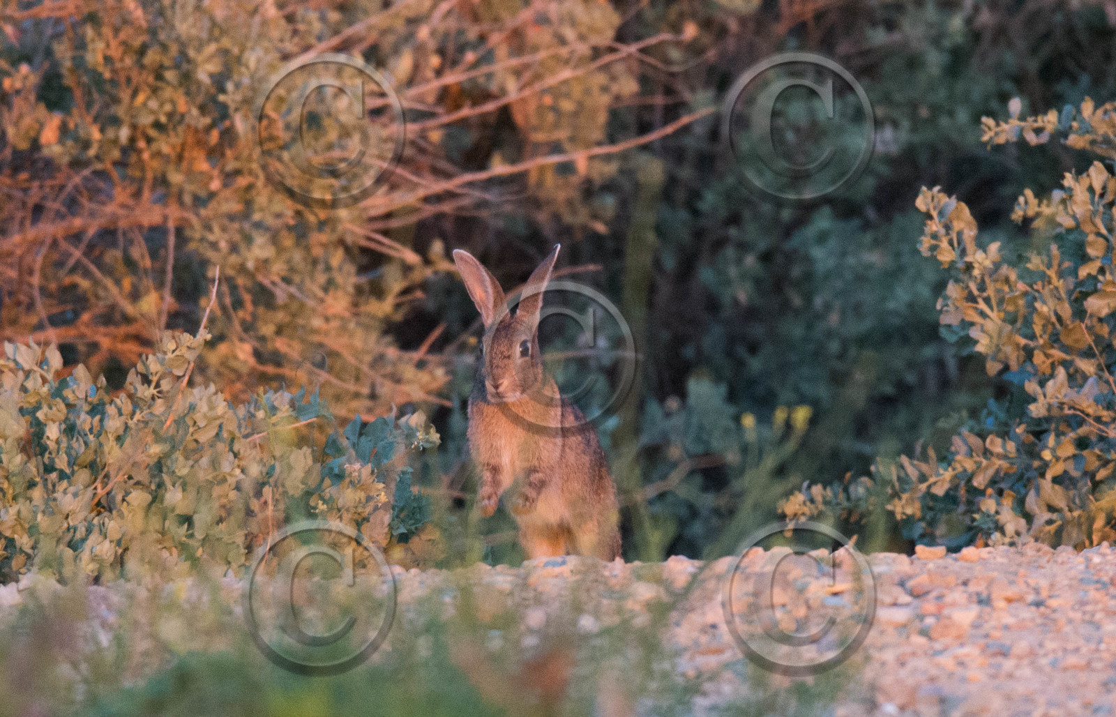 MISE A  JOUR  en cours