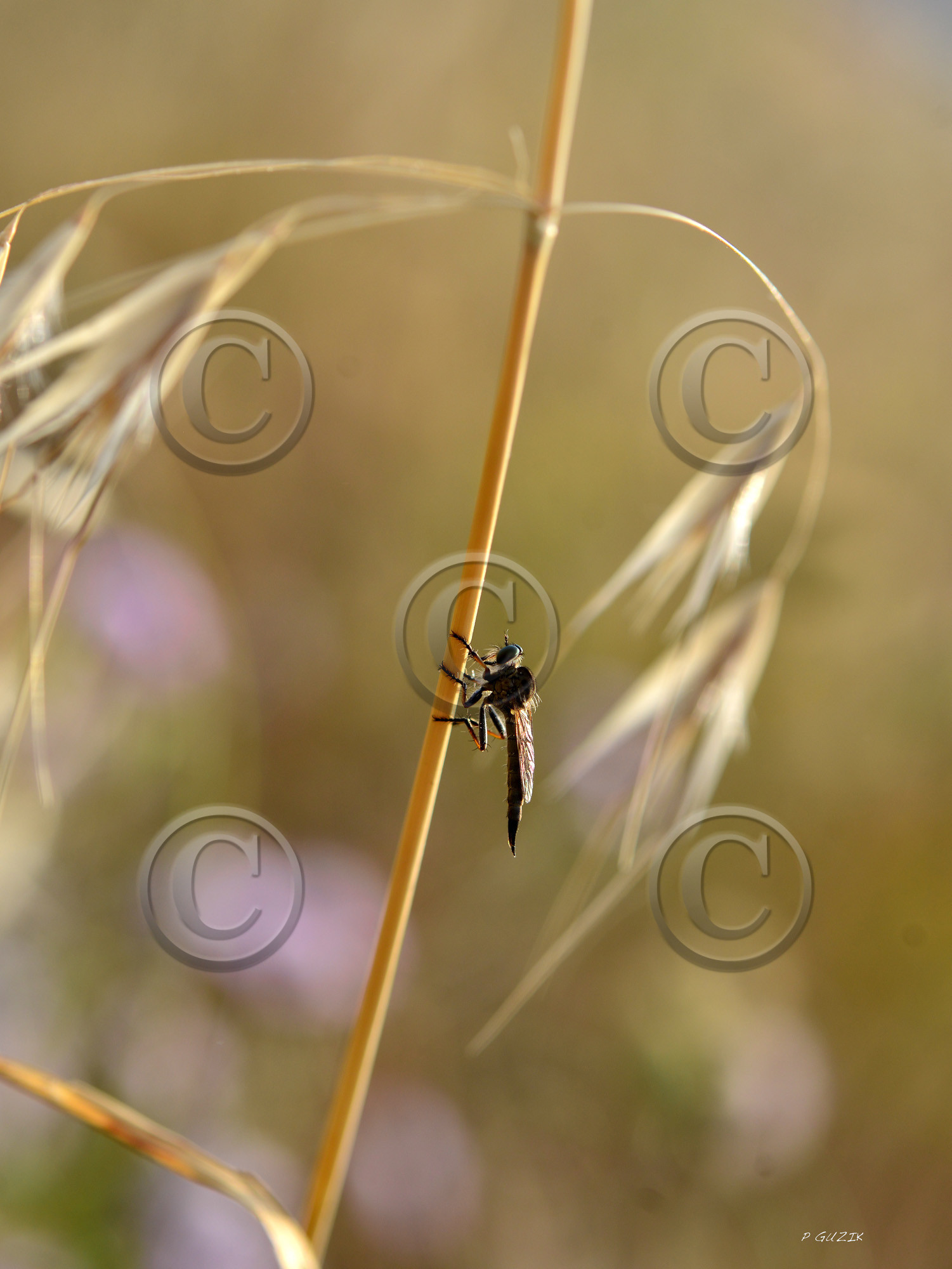 MISE A  JOUR  en cours