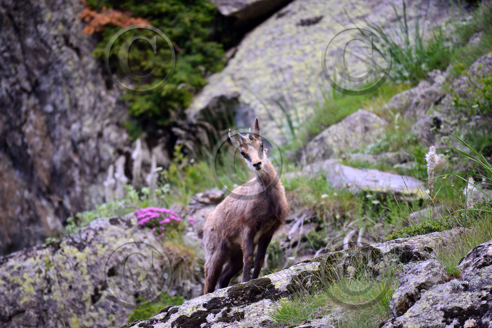 montagne haute alpes ,queyras, mercantour,alpes de haute provence,alpes maritime