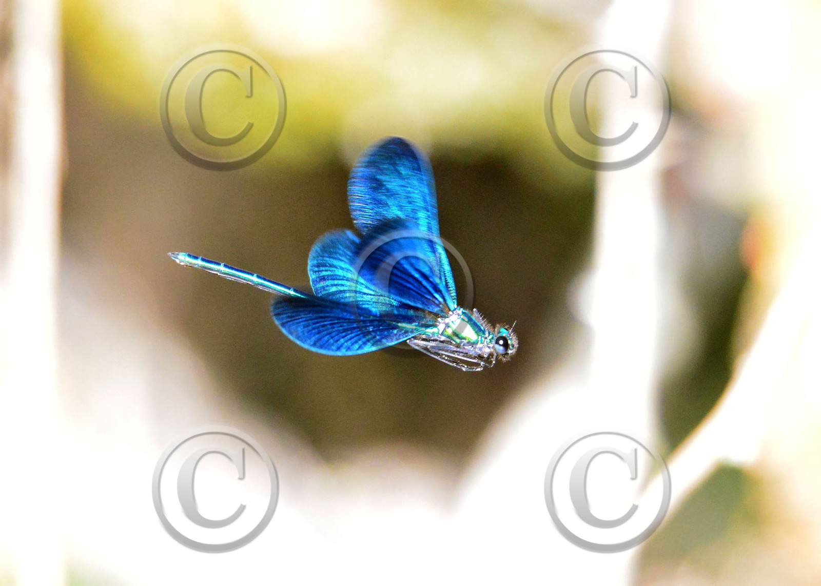 Photo de la sainte baume