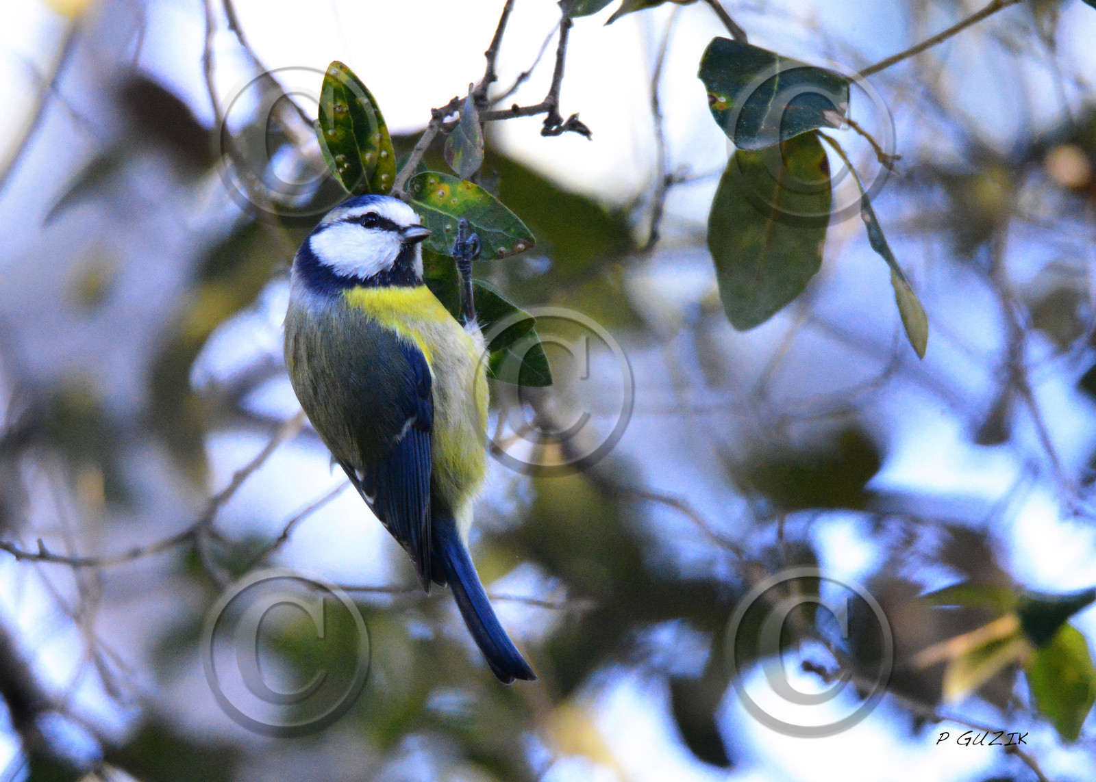 MISE A  JOUR  en cours