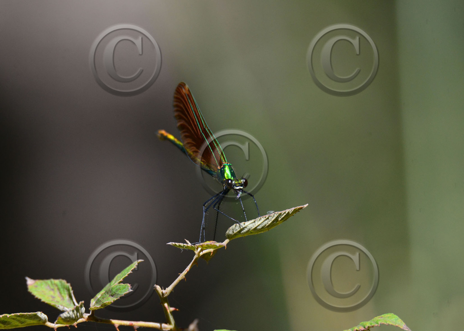 Photo de la sainte baume