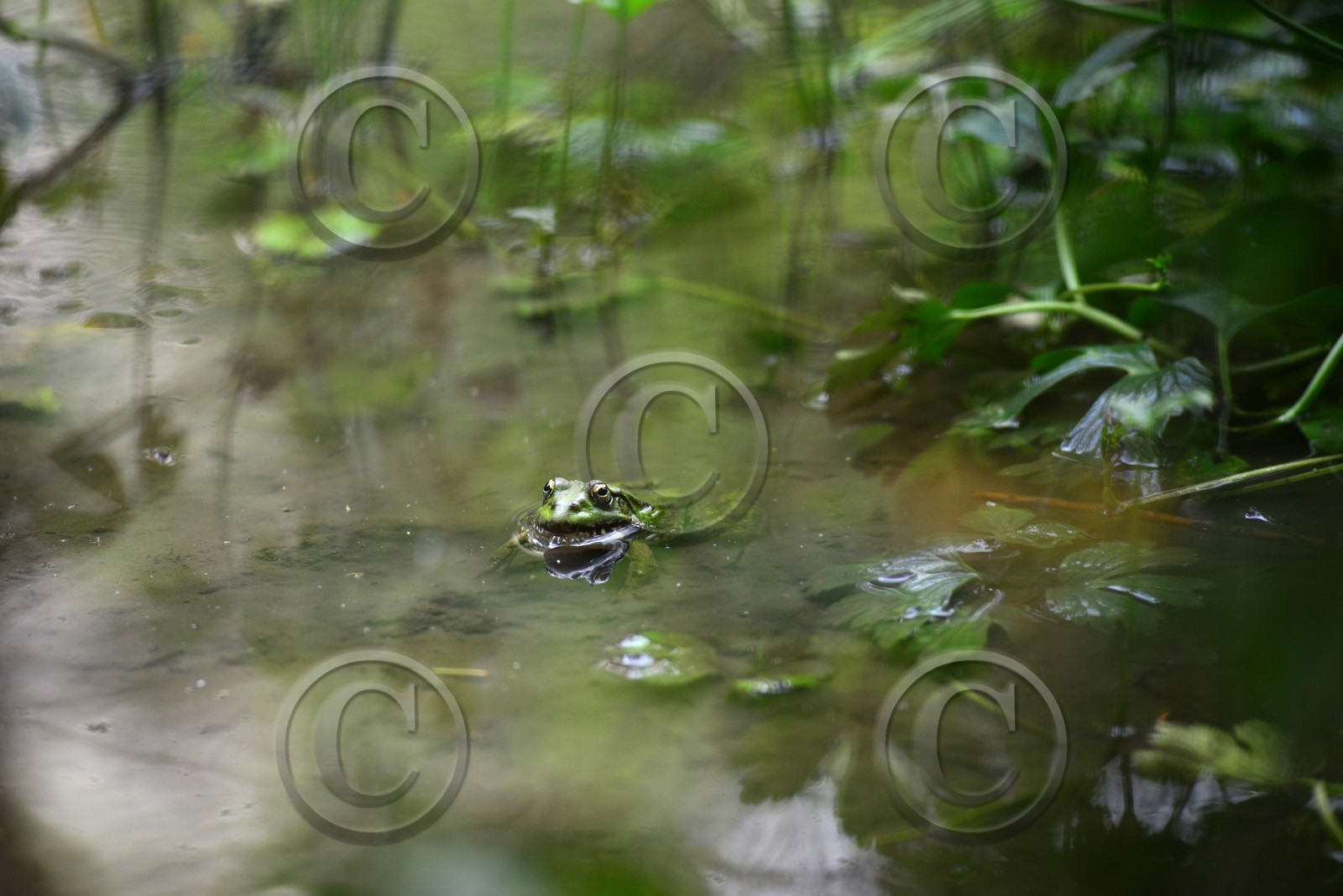 Photo de la sainte baume