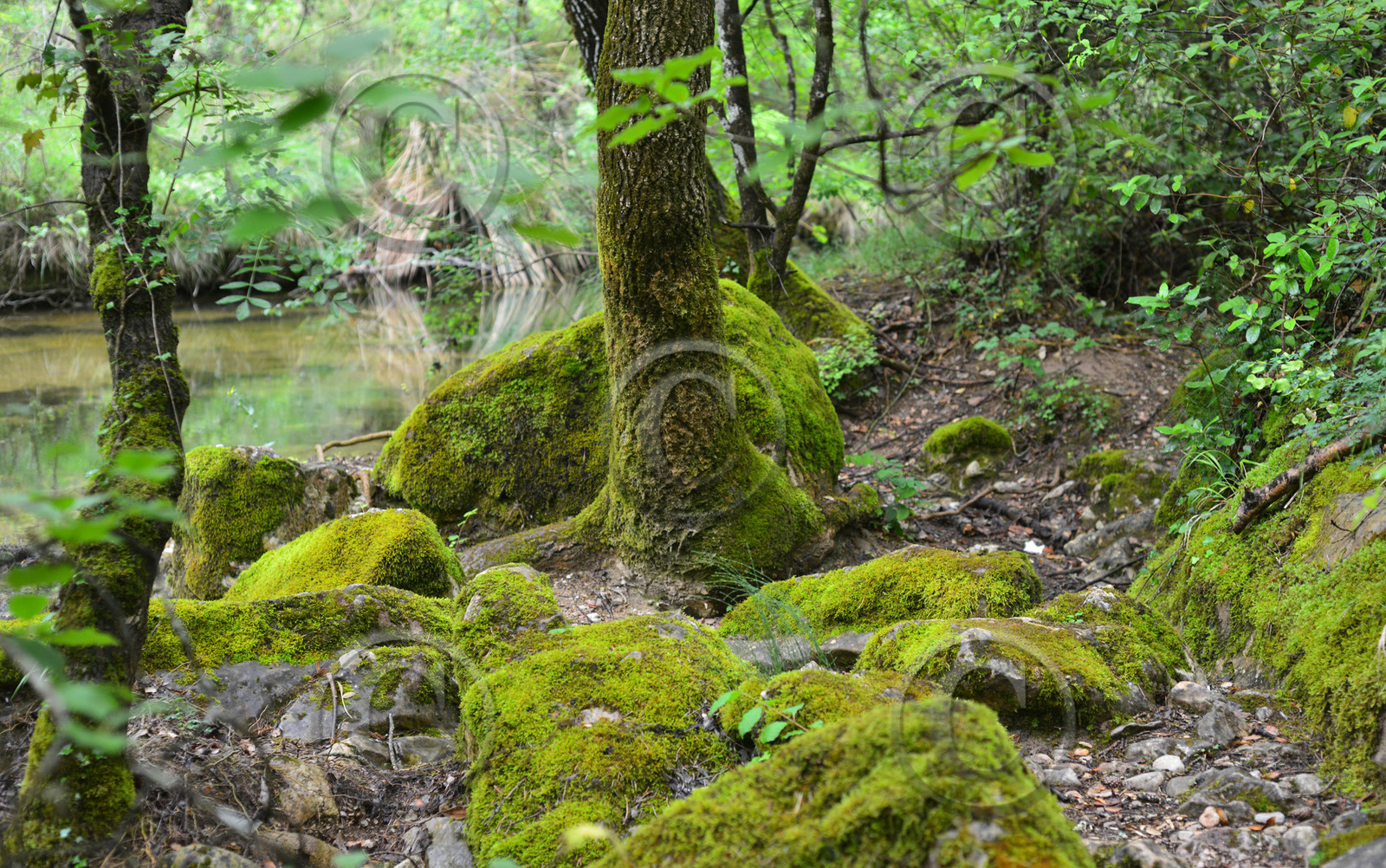 Photo de la sainte baume