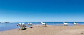 CHEVAUX EN CAMARGUE BLEU ET BLANC Calanques Provence MarseilleFORMAT DISPONIBLE  120X50CMpas de telechargement disponible.A chaque format correspond une éditions limitée spécifique .© collection P GUZIKA titre indicatif suivant la finition, tarif encadré vente direct:DISPONIBLE SUIVANT STOCK -  CRÉATION JOURNALIERE  -