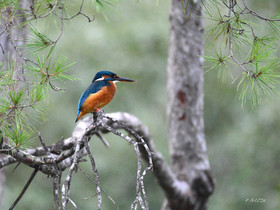 MISE A  JOUR  en cours