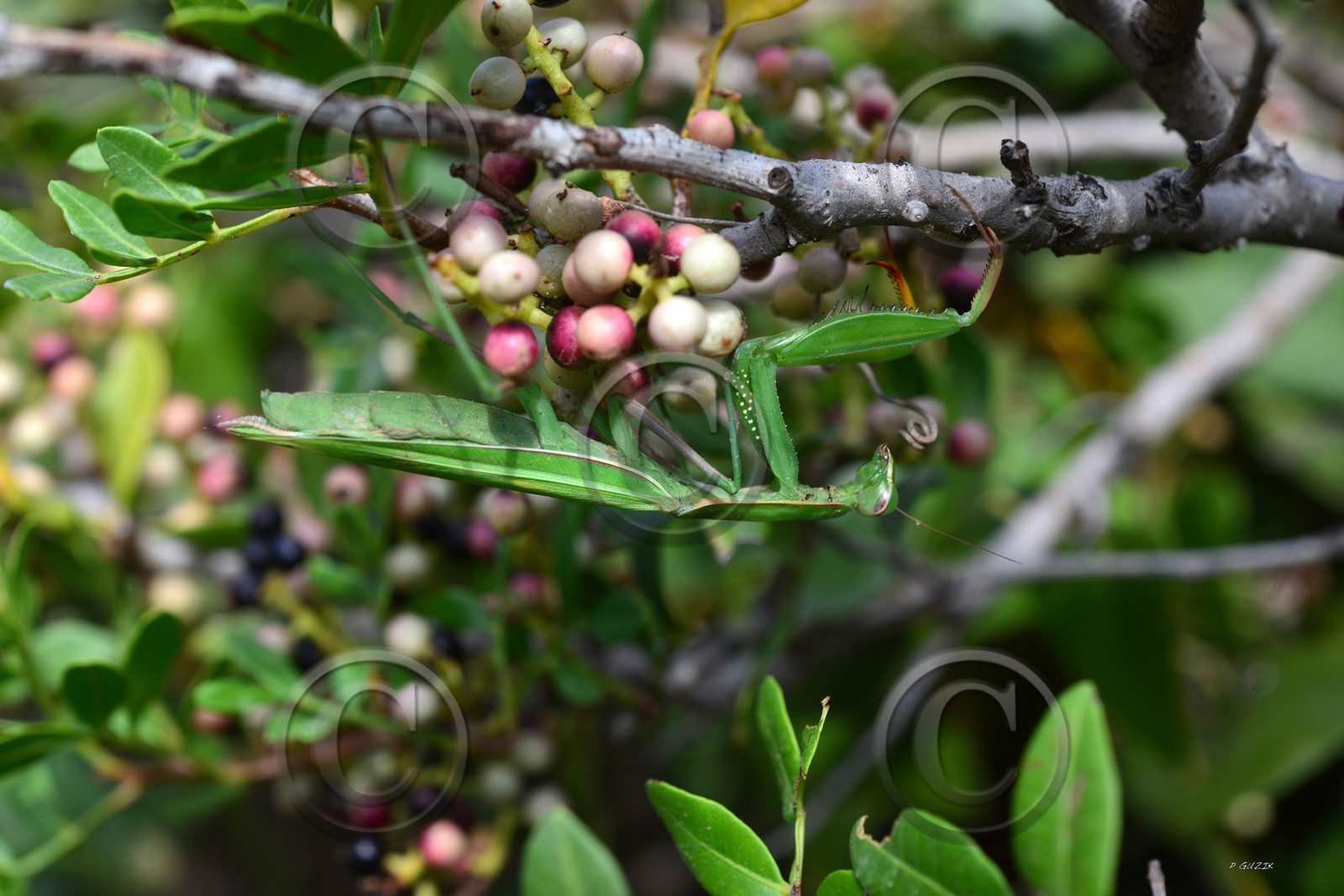 MISE A  JOUR  en cours