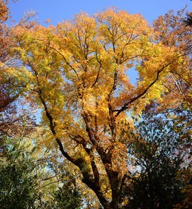 Photo de la sainte baume