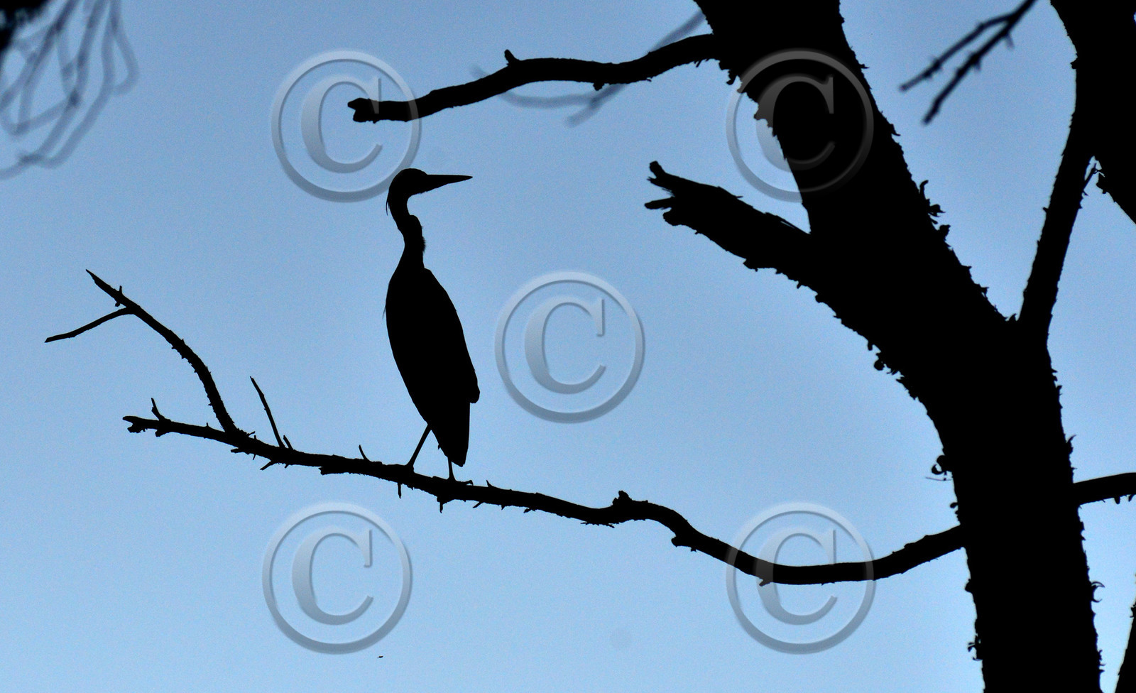 MISE A  JOUR  en cours