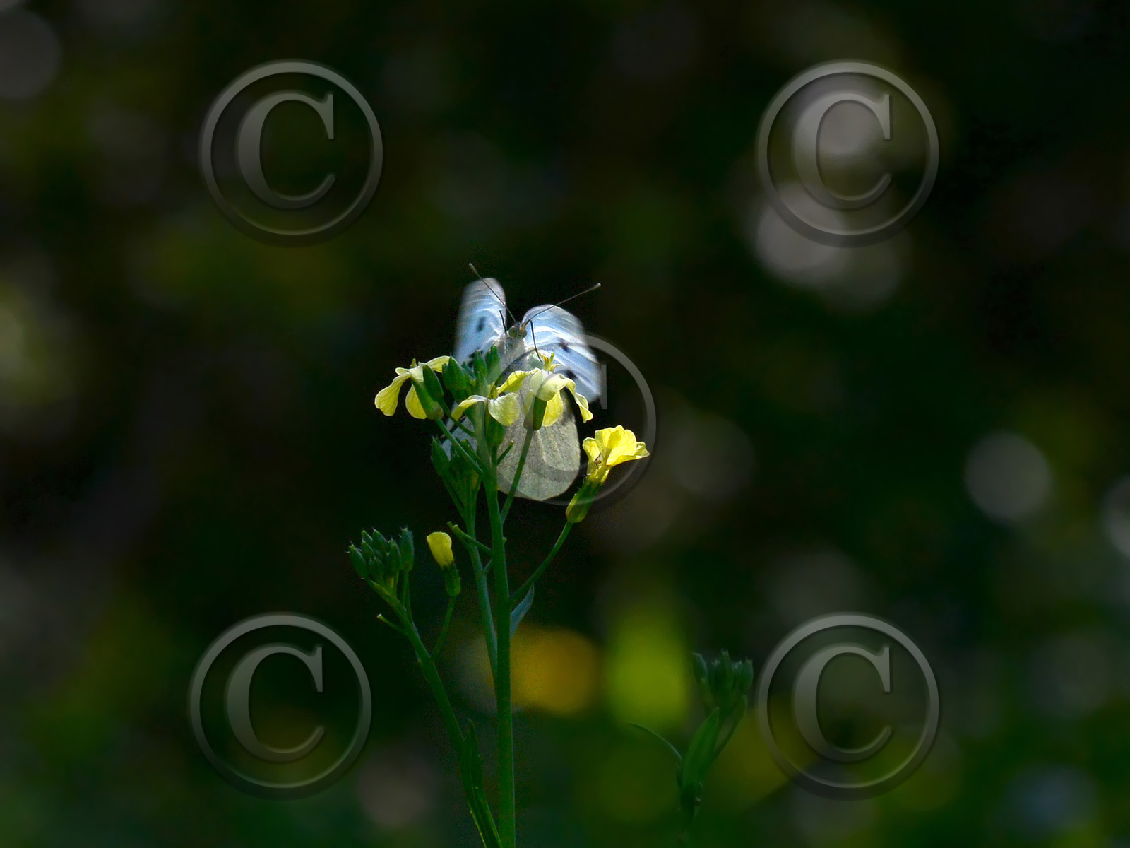 MISE A  JOUR  en cours