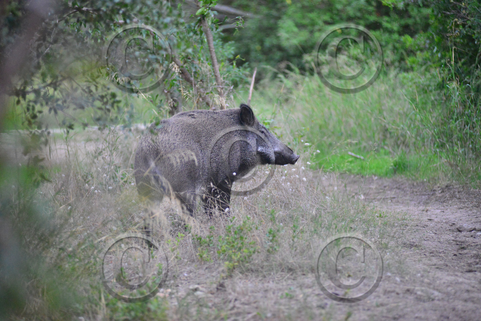 MISE A  JOUR  en cours