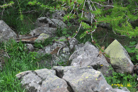 MISE A  JOUR  en cours