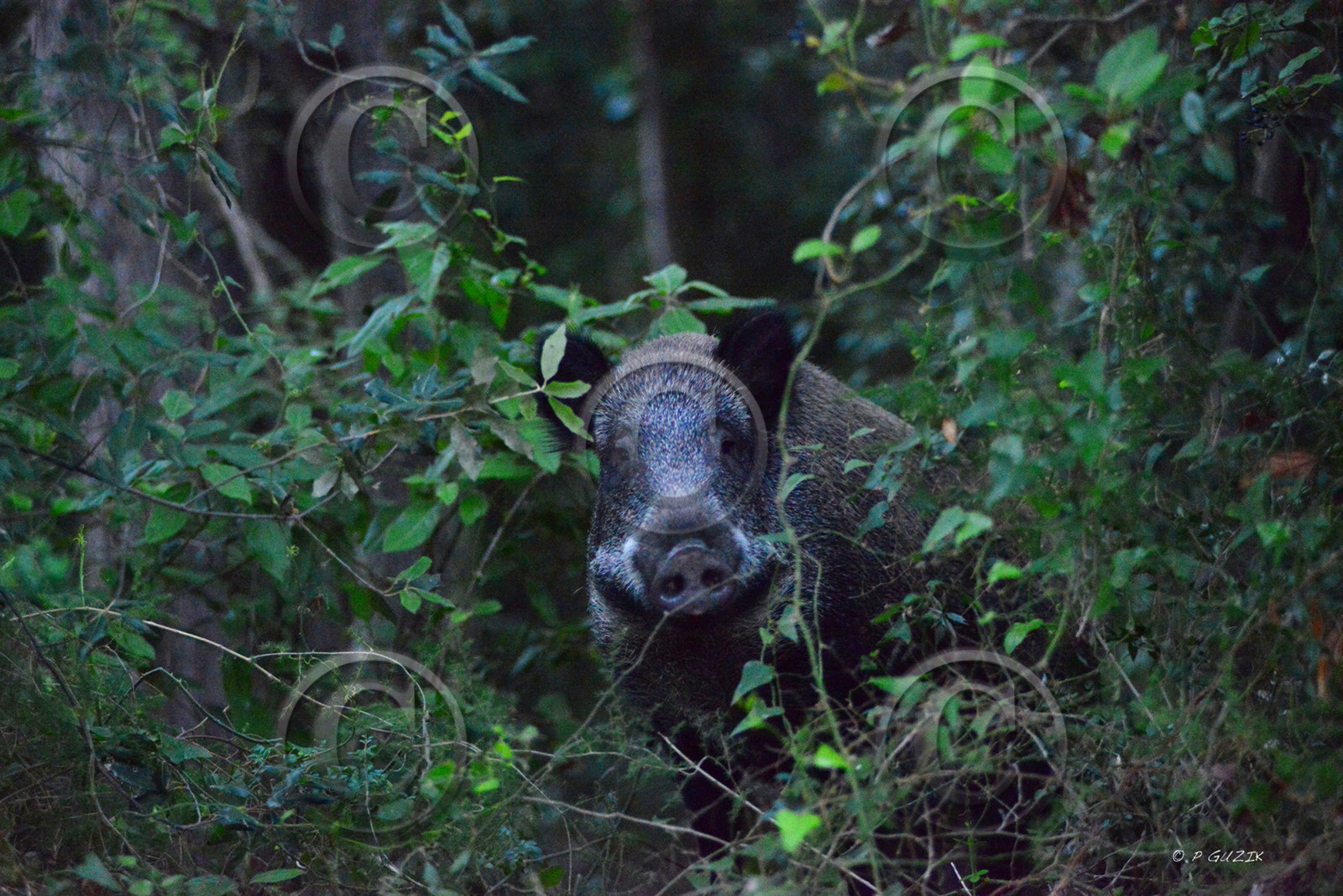 MISE A  JOUR  en cours