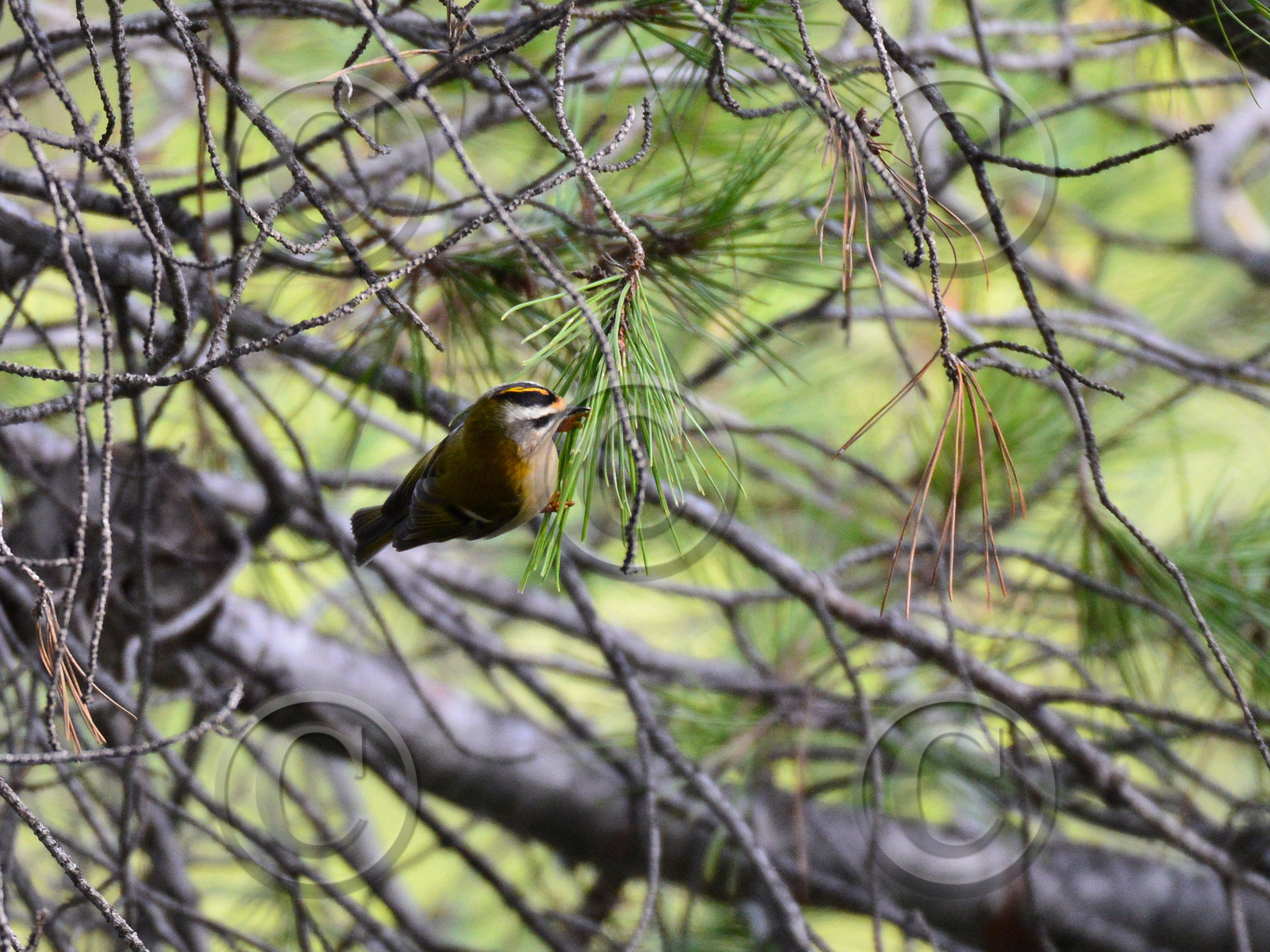 MISE A  JOUR  en cours