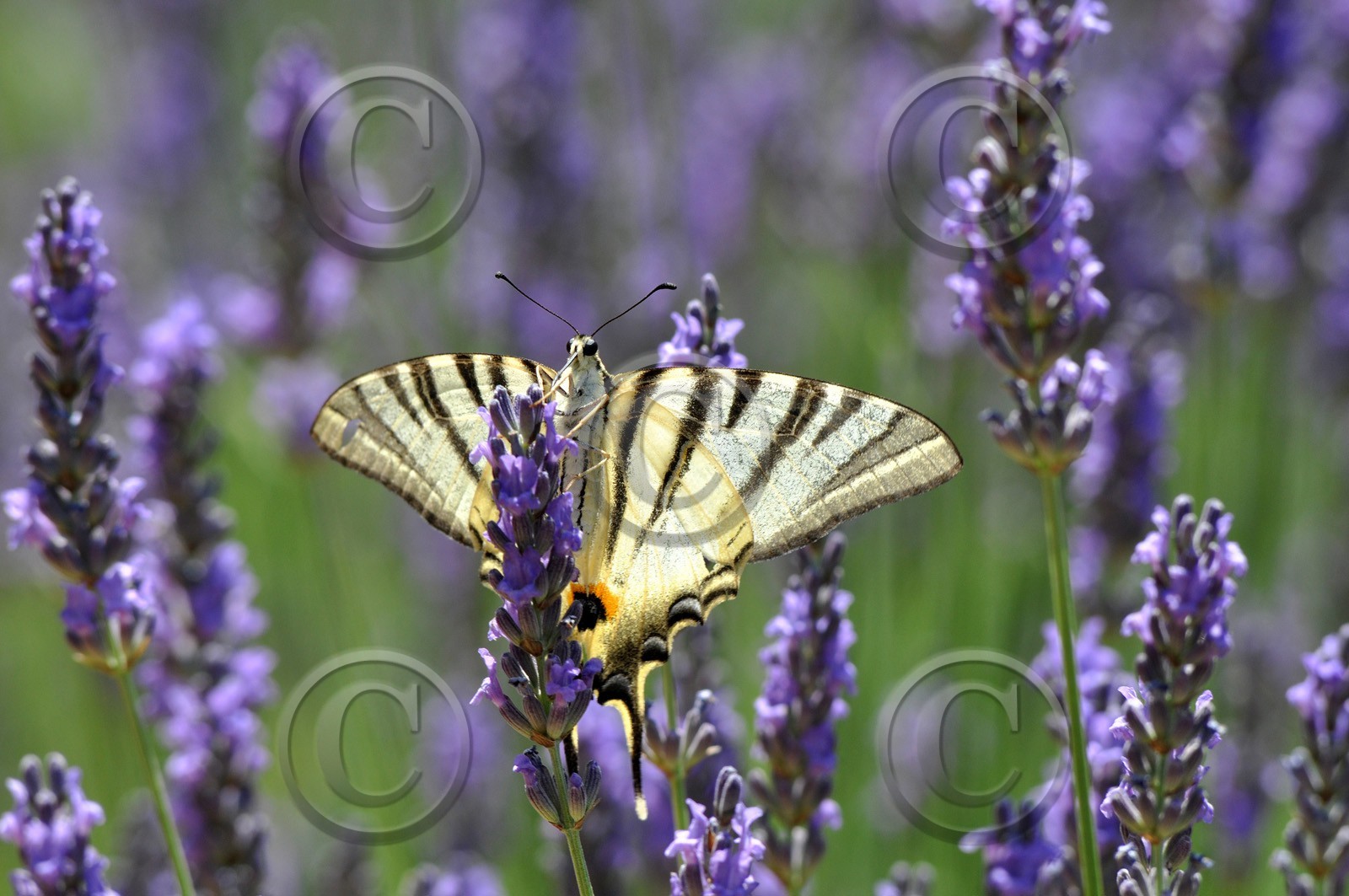 MISE A  JOUR  en cours