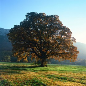 Photo de la sainte baume