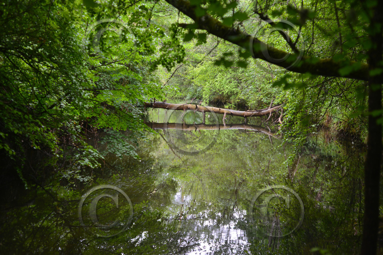 Photo de la sainte baume