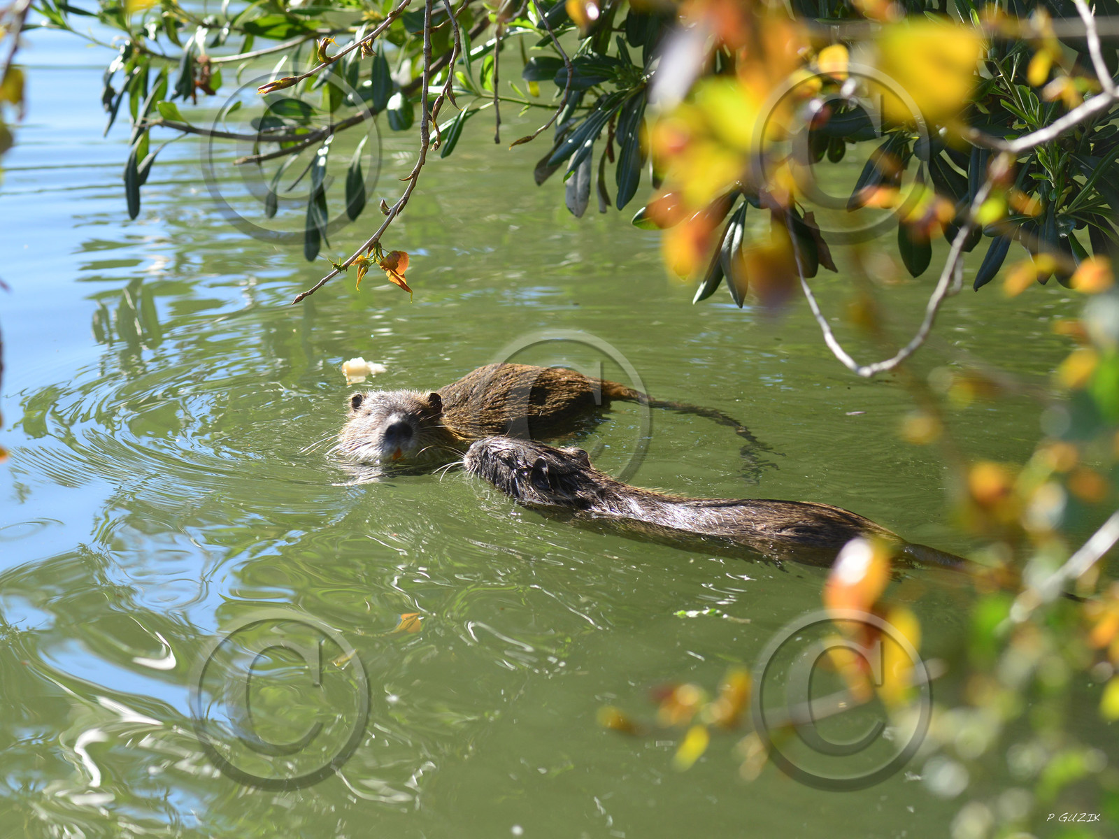 MISE A  JOUR  en cours