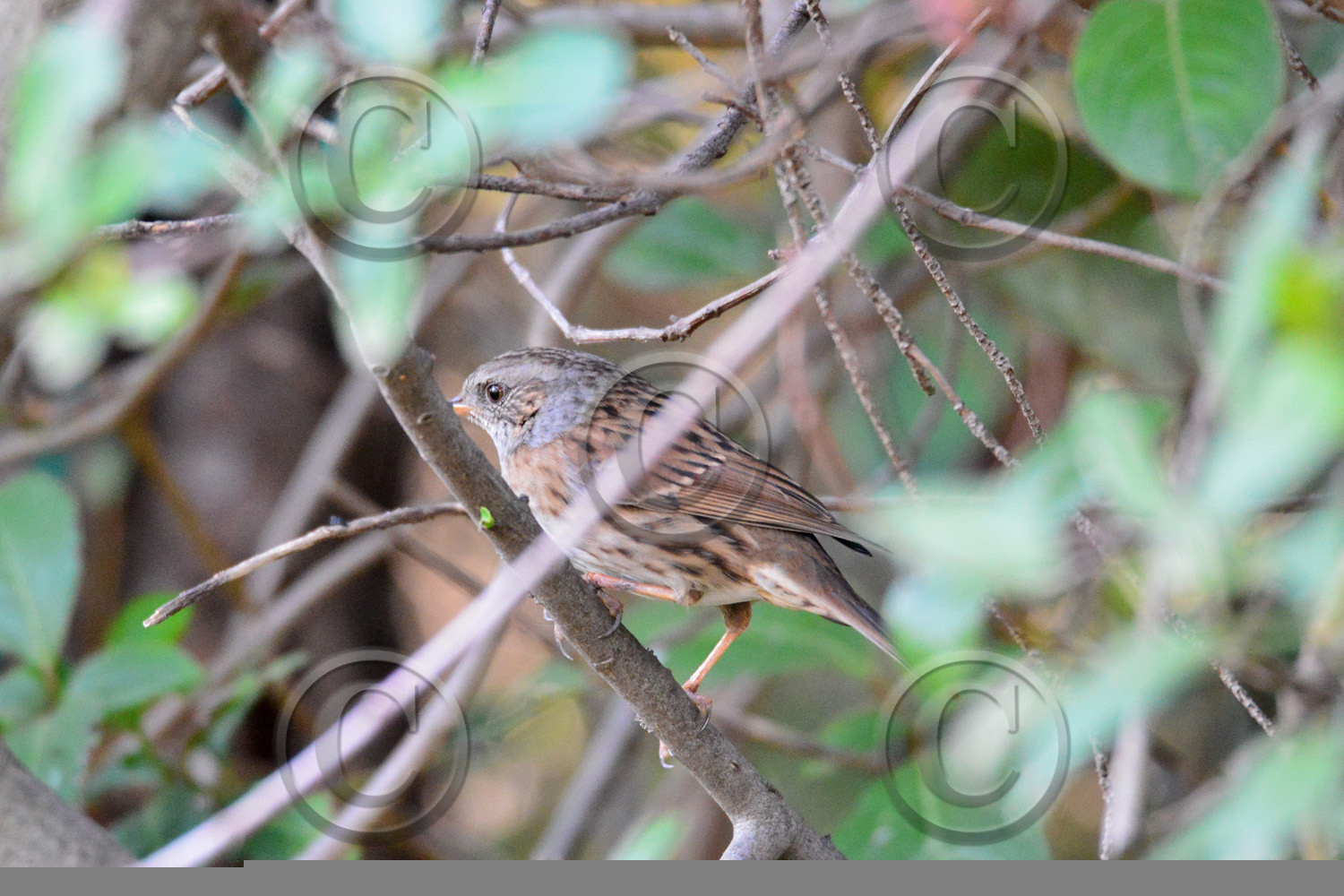 faune-calanque-oiseau-accenteur-alpin-094.jpg