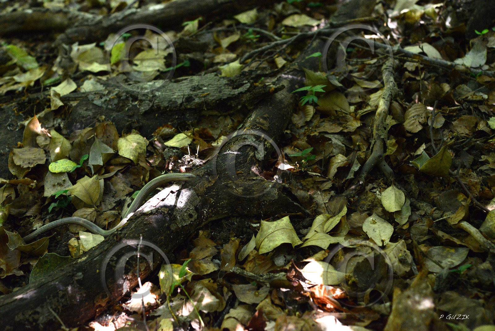 MISE A  JOUR  en cours