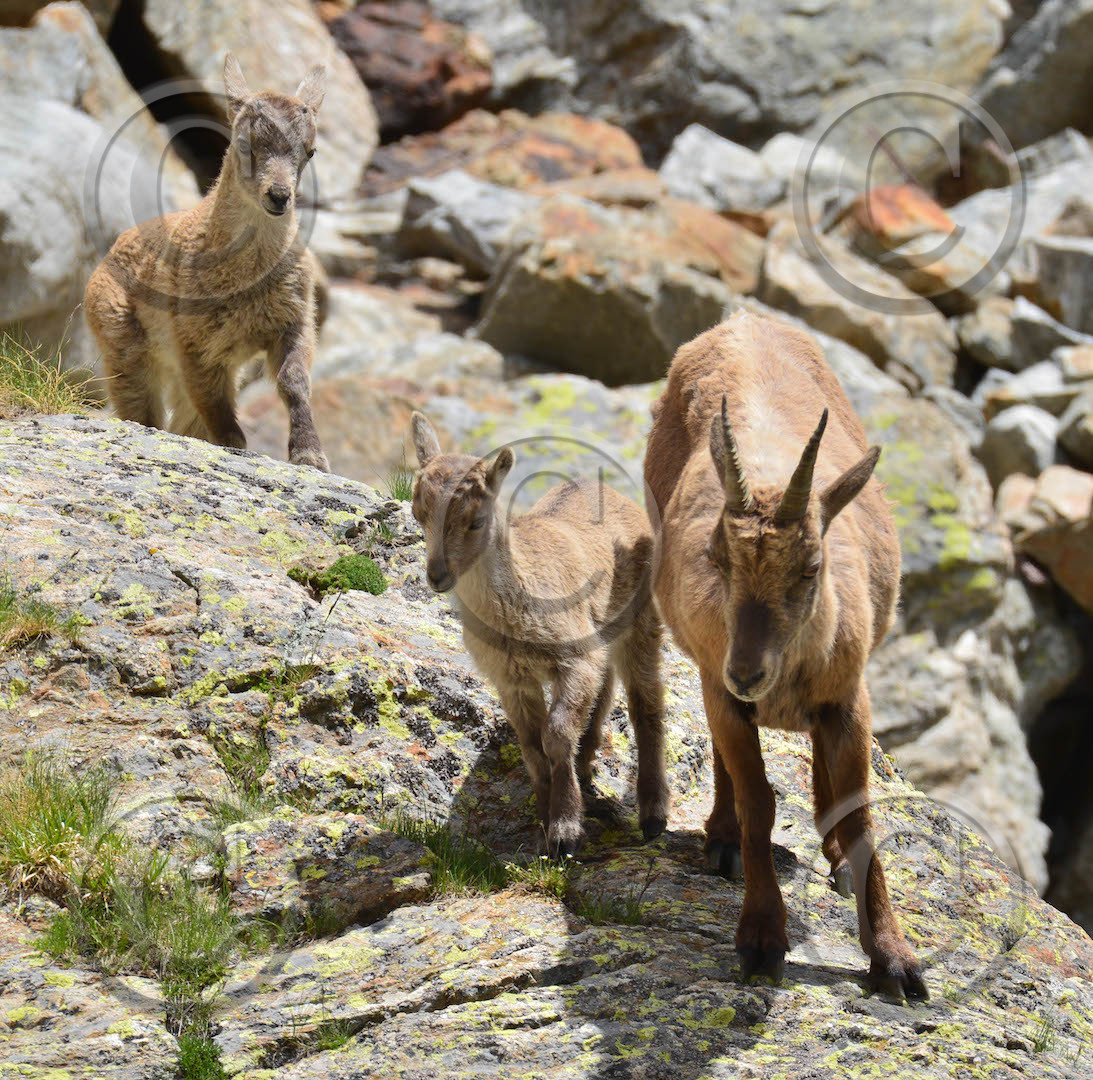 les petits grimpeurs