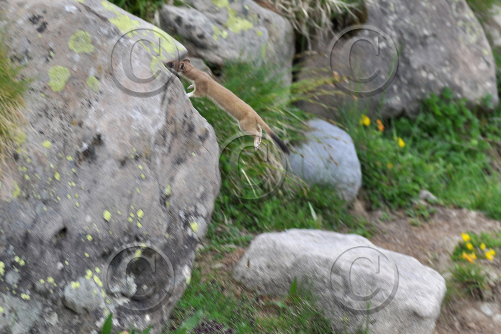 faune-montagne-provence-hermine-30x45-dsc_5881-copie_1.jpg