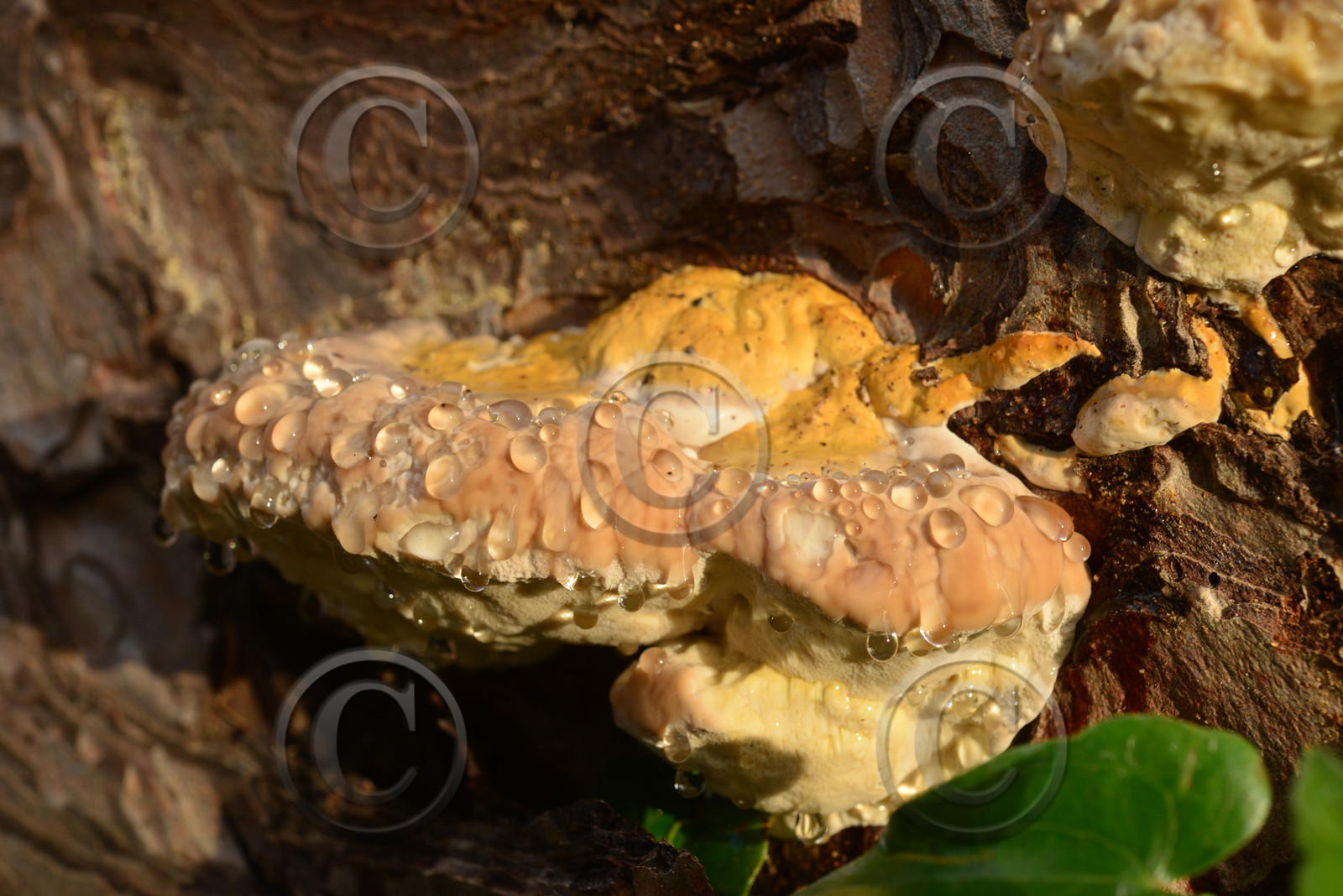 MISE A  JOUR  en cours